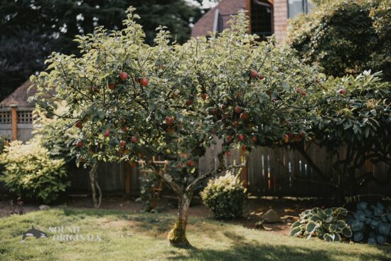 A pretty fruit tree stands beautifully at The Carey Gardens