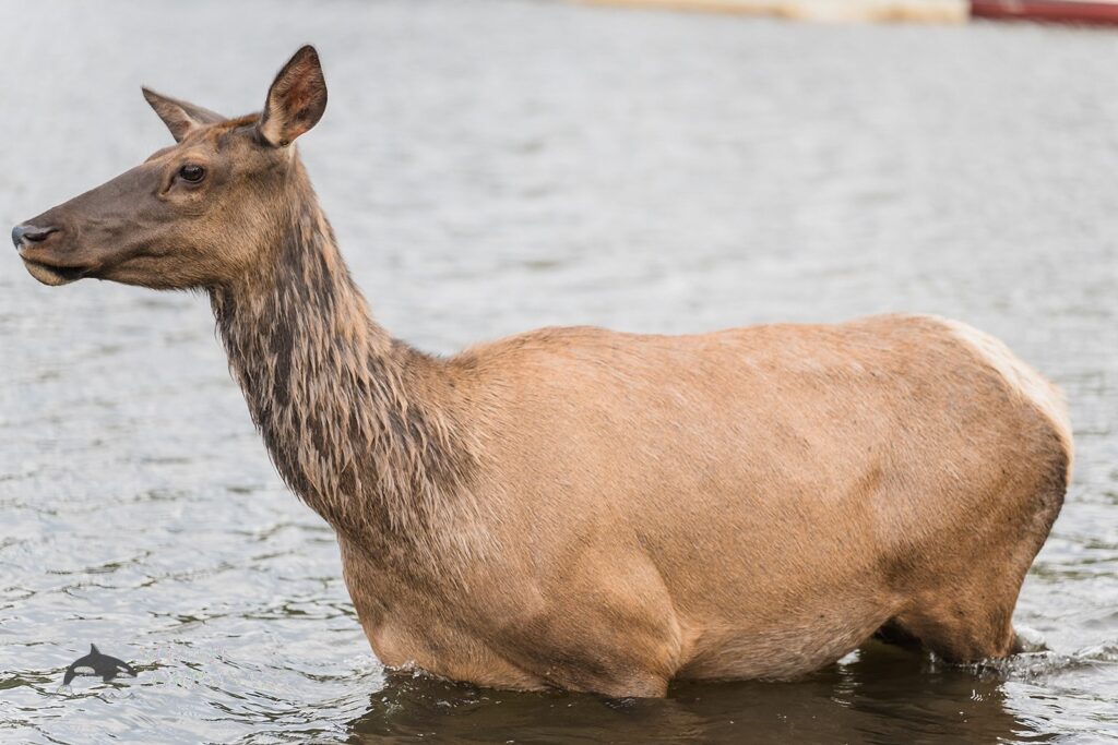 Photographer captures the lake and wildlife in the environs of Evergreen Lake House